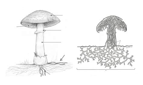 Fungi Diagram Quizlet