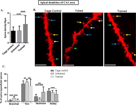 Spine Morphology Of Ca Apical Dendrites A Graphical Representation