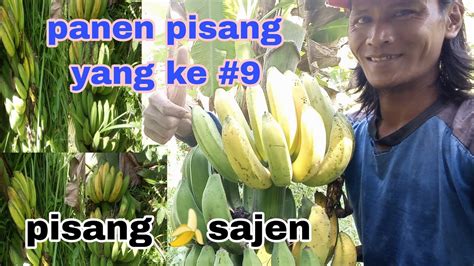 Panen Pisang Yang Ke 9 Pisang Raja Bulu Dikebun Panen Pisang Youtube