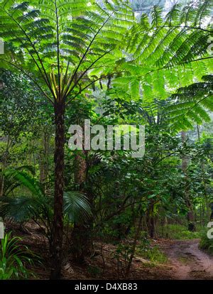 Tall Norfolk Tree Ferns In Subtropical Rainforest Norfolk Island Stock