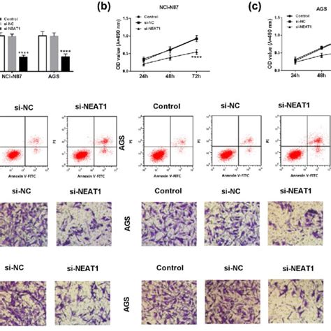 Neat1 Was Up Regulated In Gc Tissues And Cells A And B Qrt Pcr Was