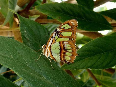 Malachite Butterfly - Birds and Blooms