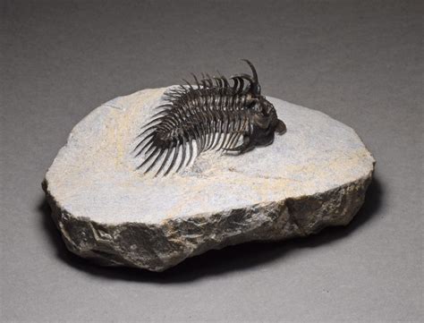 Magnificent Spiny Trilobite Comura Bultyncki Gondwana Fossils