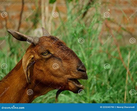 Goat Face Crying Face Green Grass Field At Behind Wall Texture Blur