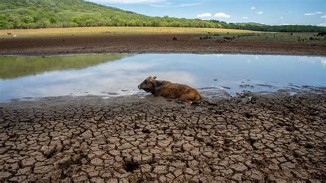 Sécheresse le Zimbabwe déclare l état de catastrophe AfroActu