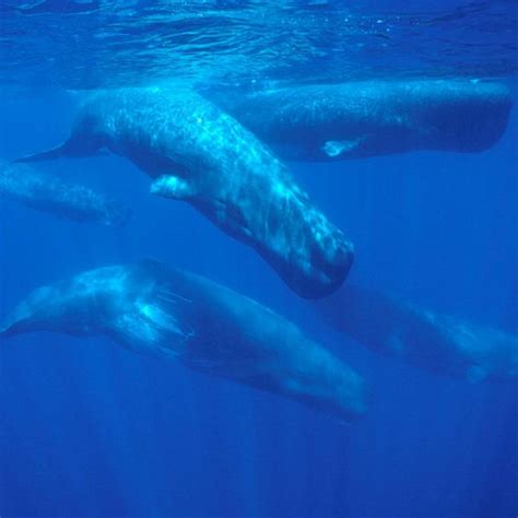 Ocean whale sperm – Telegraph