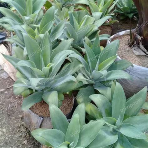 Jual Tanaman Hias Agave Attenuata Besar Siklok Hijau Tanaman Hias