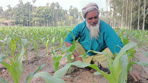 ভুট্টা চাষ খরচ ৫০ হাজার লাভ ২ লাখ ৬৫ হাজার টাকা Daily Star Bangla