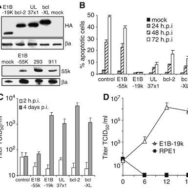 Mcmv Replication In Rpe Cells Expressing E B K A Western Blot Of