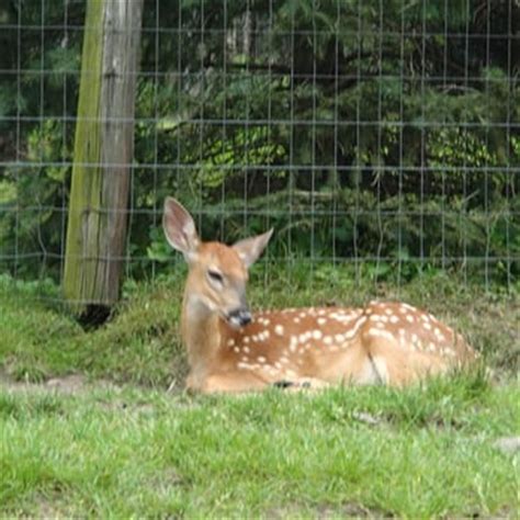 Wisconsin Deer Park - 74 Photos & 62 Reviews - Zoos - 583 Wisconsin ...