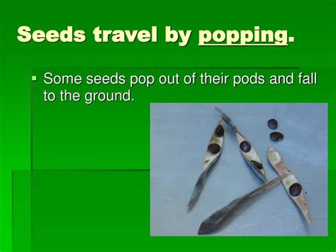 Ppt Traveling Seeds Powerpoint Presentation Free Download Id 6897386