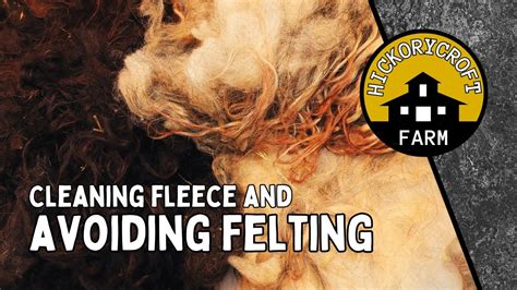 Washing Raw Icelandic Sheep Fleece From Wool To Yarn How To Clean Sheep Wool Avoiding Felting