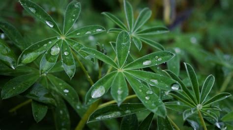 Truco de jardinería Protege tus plantas de la lluvia reutilizando los