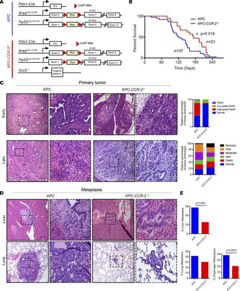 Jci Insight Targeting Tnf Producing Macrophages Activates Antitumor