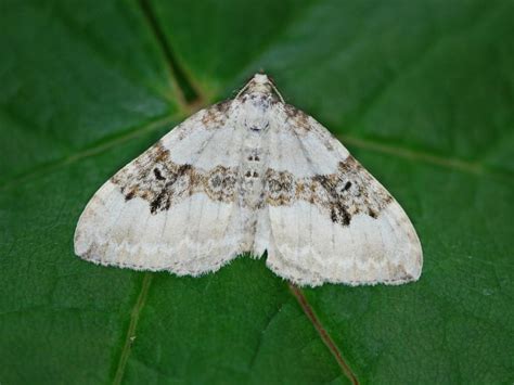 Silver Ground Carpet Butterfly Conservation