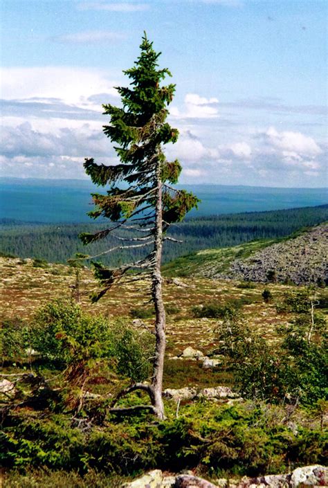 How old is Old Tjikko? - Venerable Trees