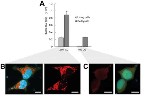 The activity of firefly luciferase in free solution or in intact 293T ...