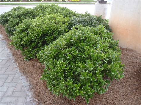 Ilex cornuta (Chinese Holly, Horned Holly) | North Carolina Extension ...