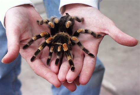 Beginner's Guide to the Mexican Red Knee Tarantula