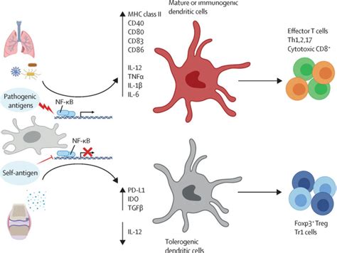 Autoantigens In Rheumatoid Arthritis And The Potential For Antigen