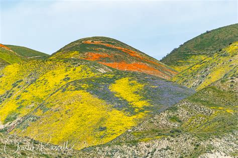 Carrizo Plain Wildflowers - Charlie Russell Nature Photography