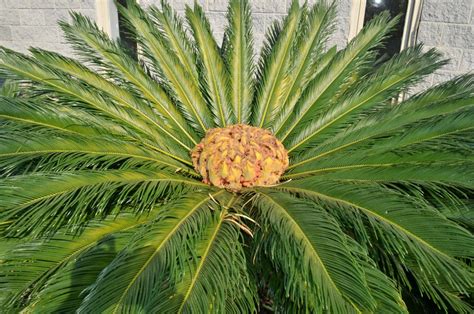 Cycad Revulata Sago Palm Brian S Botanicals