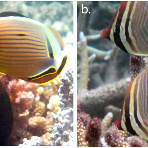 Chaetodon lunulatus (a) and C. baronessa (b) as model species of pair ...