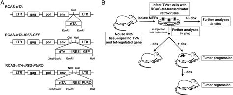 Use Of Avian Retroviral Vectors To Introduce Transcriptional Regulators