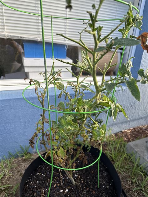 Container Gardening