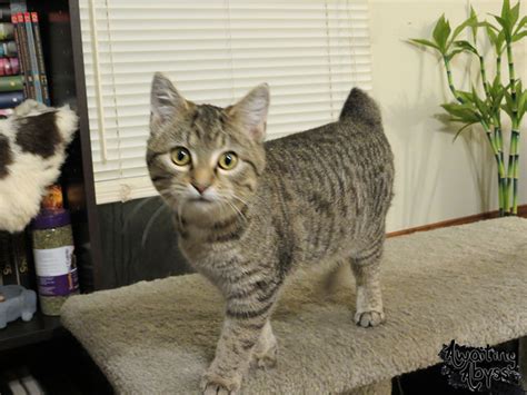 Soren The Bobcat Hybrid Thecatsite