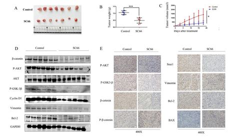 Sc Suppressed Tumor Growth In Nude Mouse Models A Image Of The