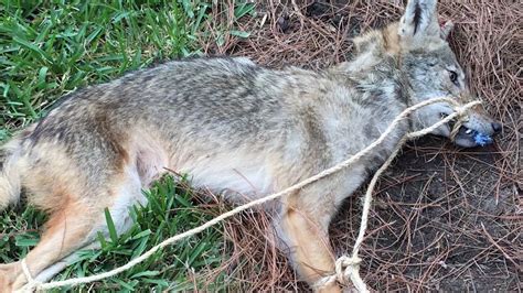 Rabies alert issued after coyote attacks 3 | FOX 26 Houston