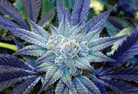 Beautiful Leaves With Beautiful Health Benefits Now Legal Cannabis Beautifulnow