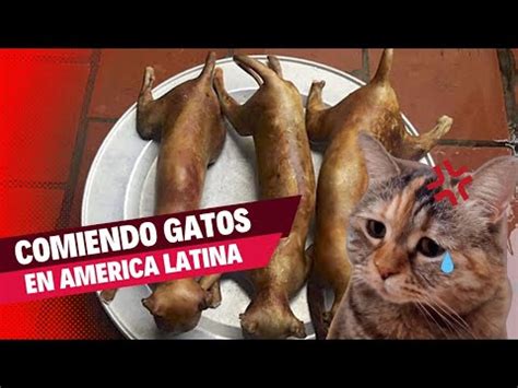 Donde Se Come Gato En Am Rica Latina En Que Paises Se Comen Perro O