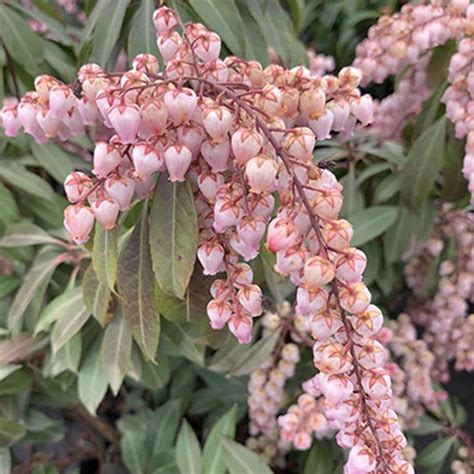 Pieris Japonica Katsura Ash S Garden Farm