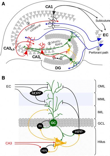 A Schematic Transverse Section Through The Rodent Hippocampus Three Of Download Scientific