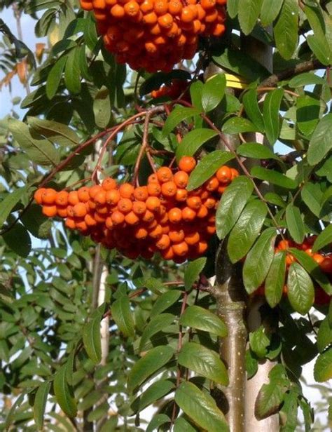 Sorbus Aucuparia Var Edulis