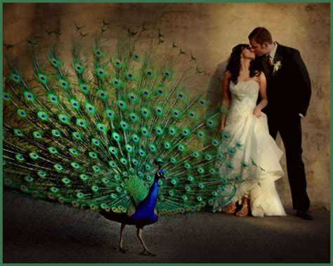 A Marriage Of Passion And Style Peacock Party