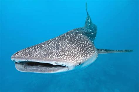 Donsol Whaleshark Watching from Legazpi | Book Now