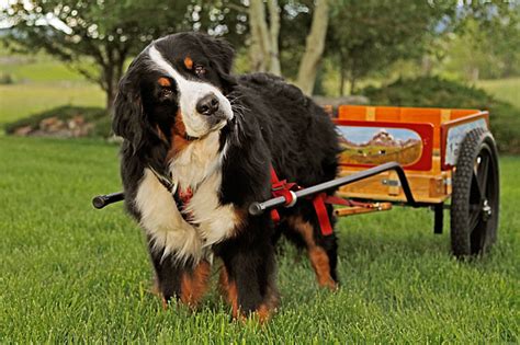 How Much Can A Bernese Mountain Dog Pull