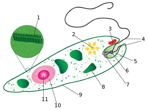 Parts Of An Euglena Diagram Quizlet