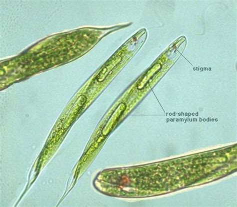 Biology Ordinary Level Notes Plant Nutrition Part Modes Of Nutrition