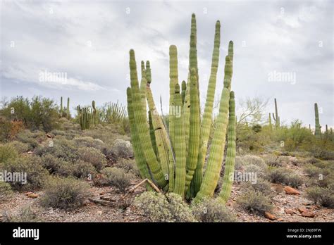 Organ Pipe Cactus National Monument Stock Photo Alamy