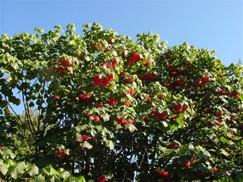 Dombeya Cacuminum Tree Karl Gercens Flickr