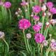Morning Star Deep Rose Sea Thrift | Plant Addicts