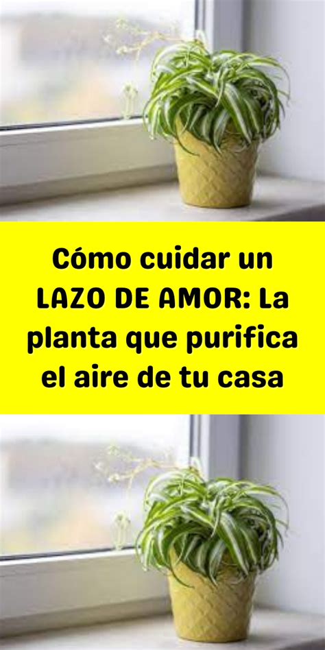 C Mo Cuidar Un Lazo De Amor La Planta Que Purifica El Aire De Tu Casa