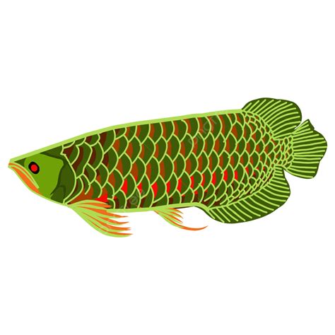 Bela Ilustração De Peixe Aruanã Vetor PNG Natureza Animal Peixe