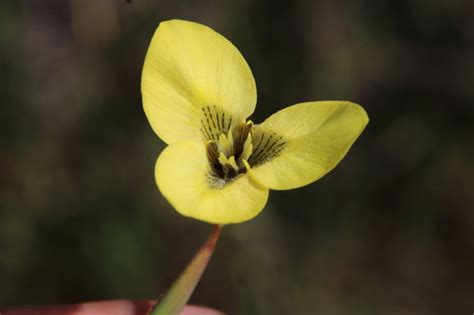 Matrix Uintjie Moraea Bellendenii Inaturalist