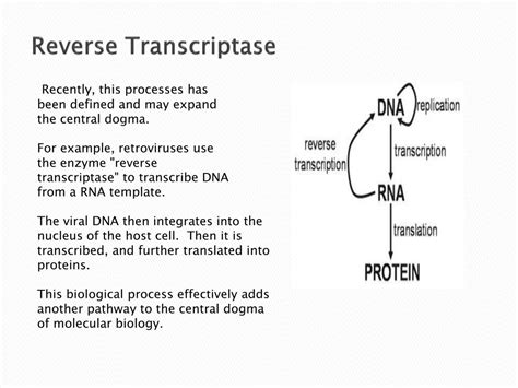 Ppt Microbial Genetics Powerpoint Presentation Free Download Id 1103920