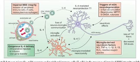 Figure From Interleukin Induced Neuroprotection And Regulation Of